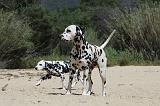 DALMATIEN 279